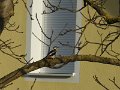 Blumen und Vögel im Winter 1 (17)